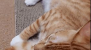 网红猫打架,网红猫的激情对决
