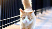 蠢沫沫猫尾巴,揭秘萌宠的独特魅力