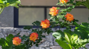 花漾夏季,探寻夏季花卉的绚烂魅力